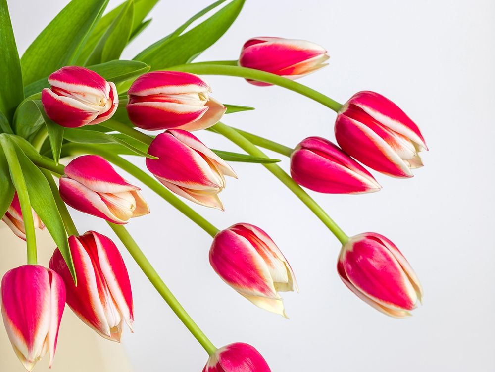 Bunch of red tulips art print by Assaf Frank for $57.95 CAD