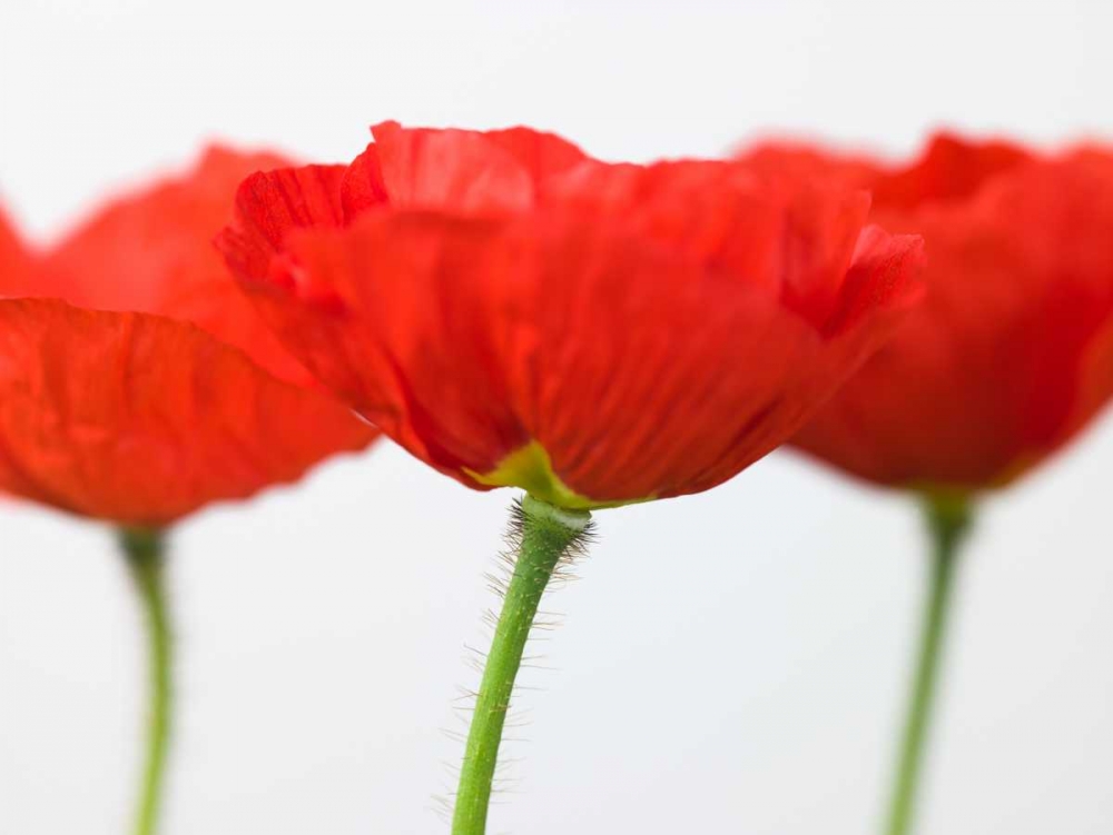 Three red poppies, close-up art print by Assaf Frank for $57.95 CAD