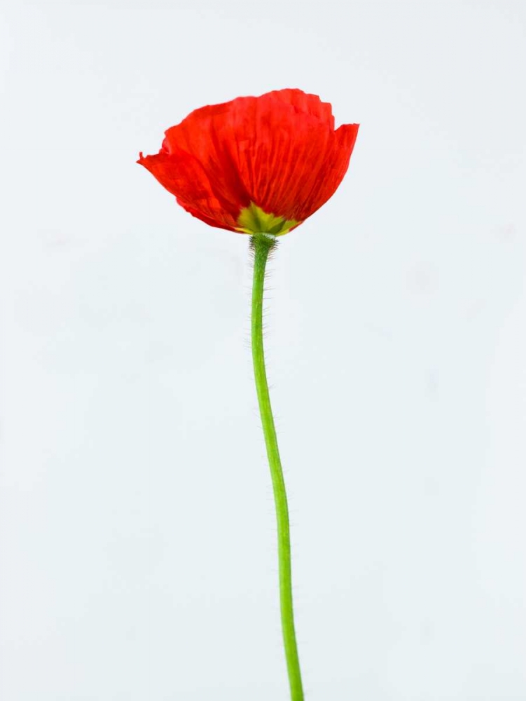 Single poppy flower art print by Assaf Frank for $57.95 CAD