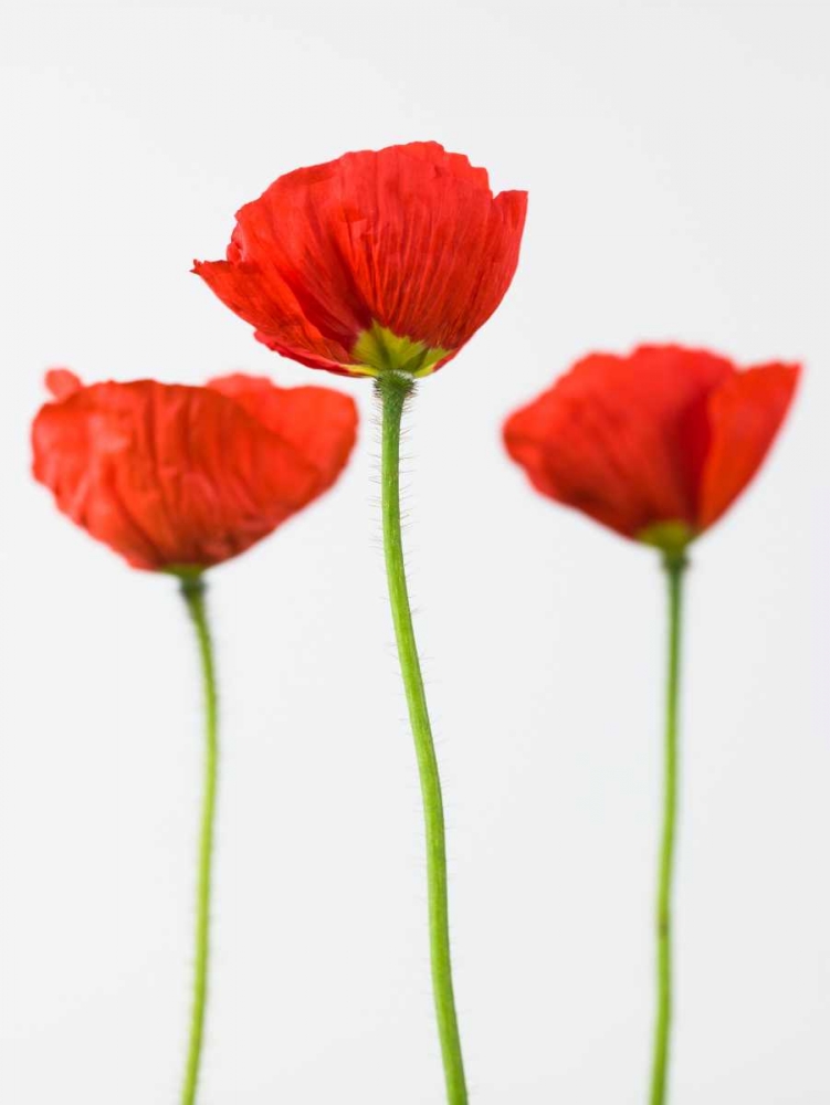 Three poppy flowers art print by Assaf Frank for $57.95 CAD