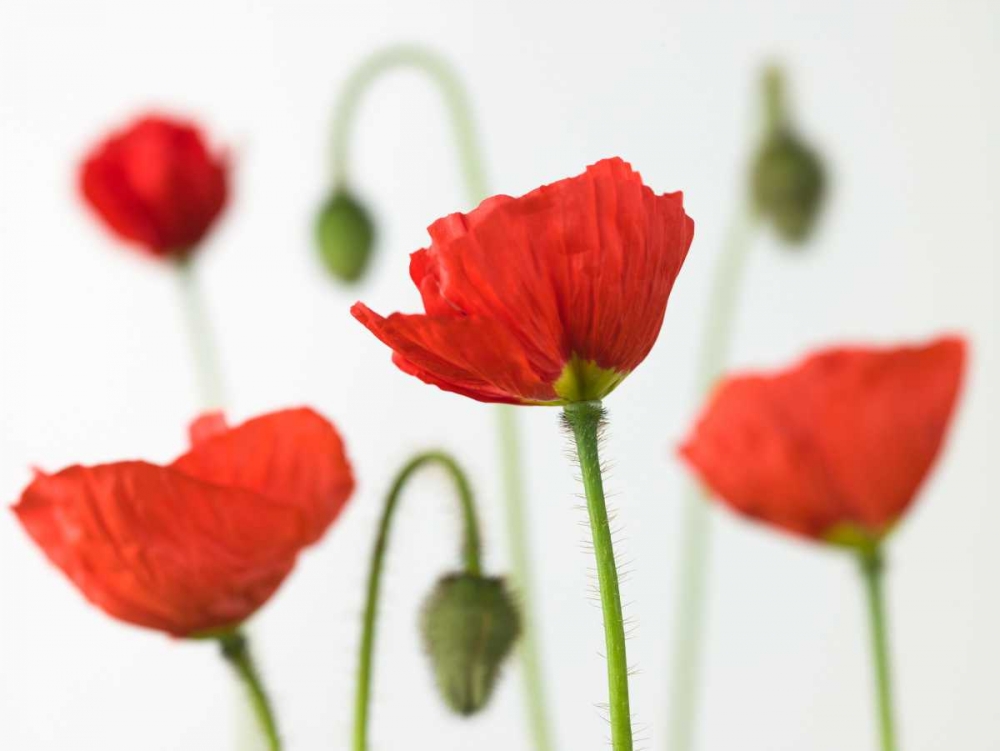 Poppy flowers and buds, close-up art print by Assaf Frank for $57.95 CAD