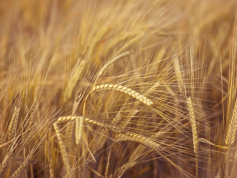 Wheat Field art print by Assaf Frank for $57.95 CAD