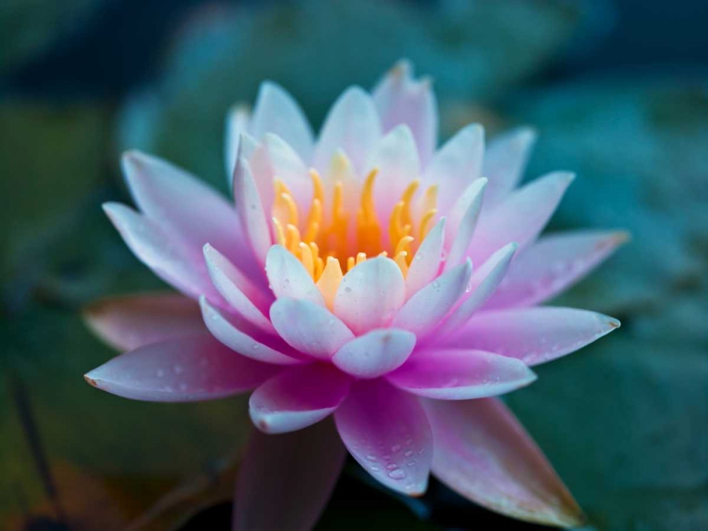 Water Lily close-up art print by Assaf Frank for $57.95 CAD