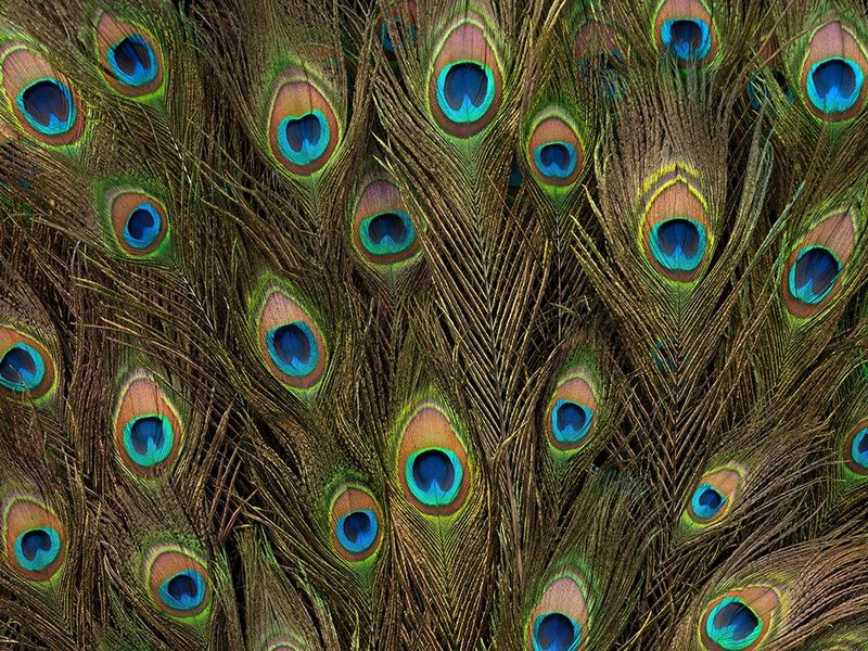 Peacock feather close-up art print by Assaf Frank for $57.95 CAD