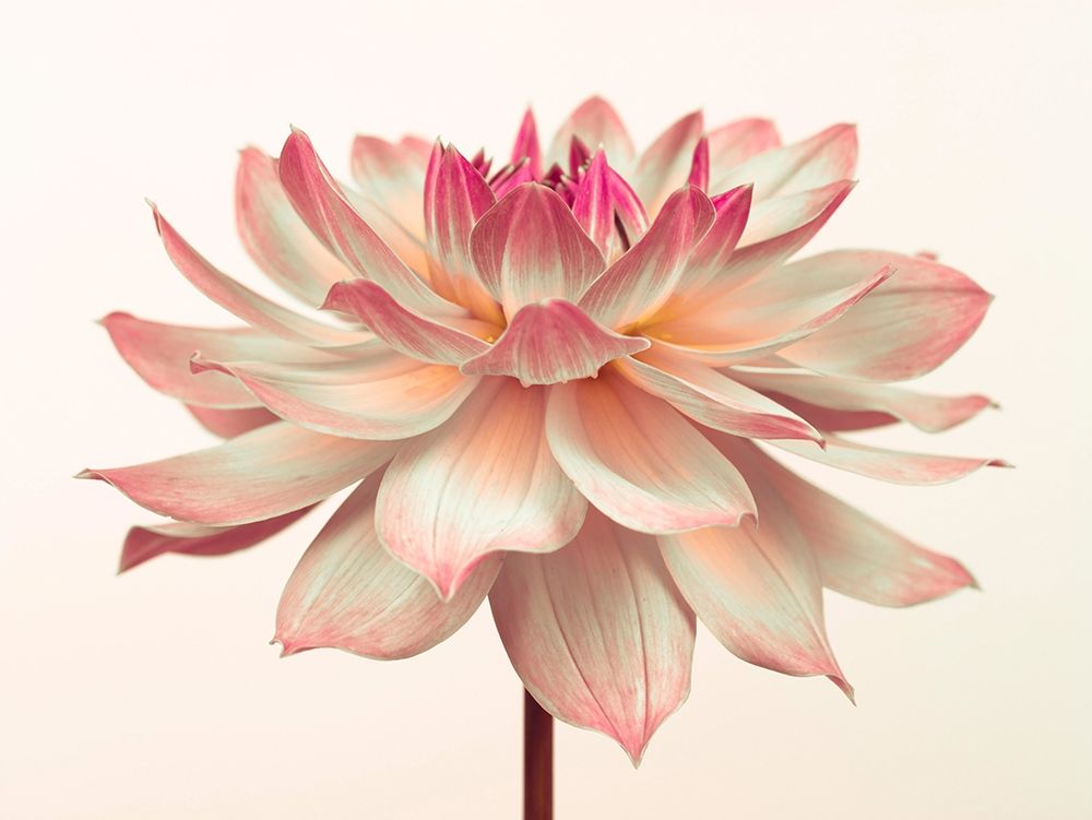 Dahlia Flower art print by Assaf Frank for $57.95 CAD