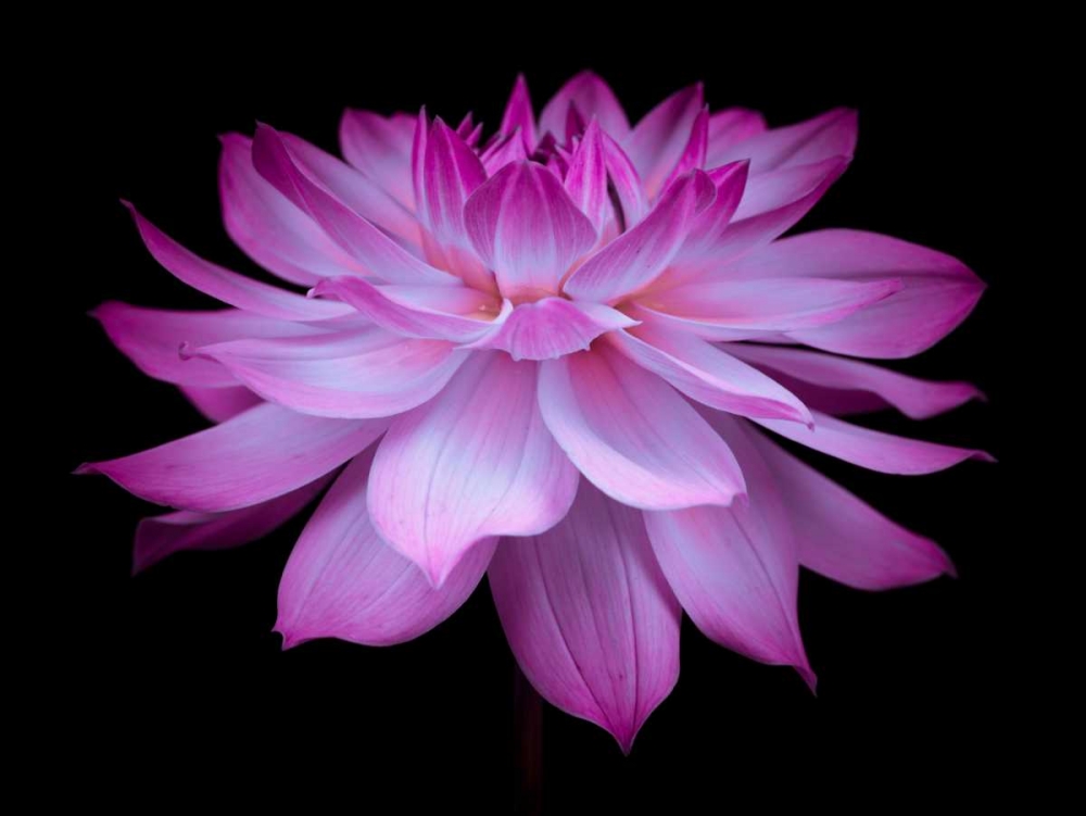 Dahlia Flower art print by Assaf Frank for $57.95 CAD