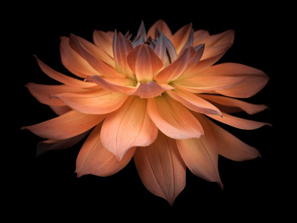 Dahlia Flower art print by Assaf Frank for $57.95 CAD