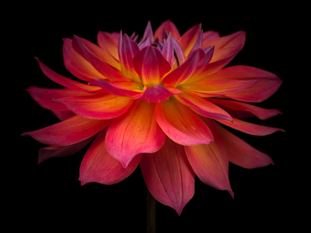 Dahlia Flower art print by Assaf Frank for $57.95 CAD