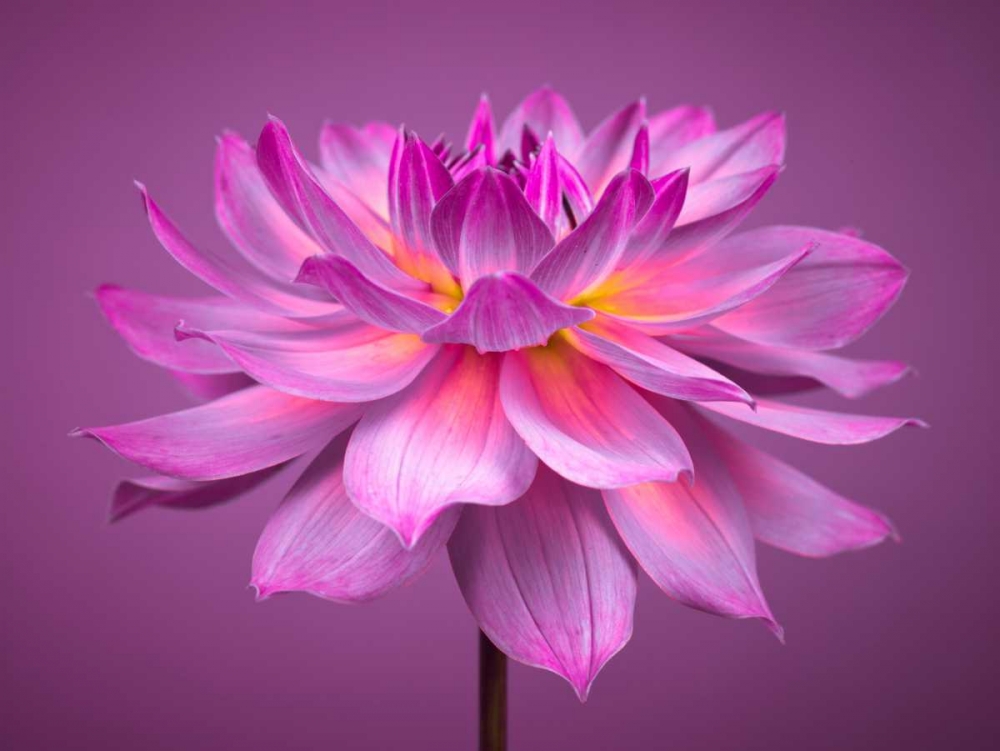 Dahlia Flower art print by Assaf Frank for $57.95 CAD