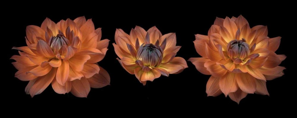 Three Dahlia flowers art print by Assaf Frank for $57.95 CAD