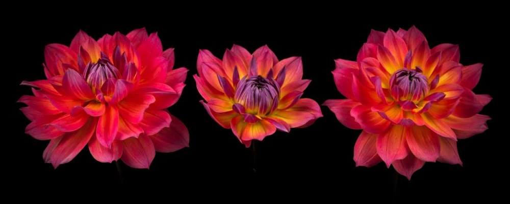 Three Dahlia flowers art print by Assaf Frank for $57.95 CAD