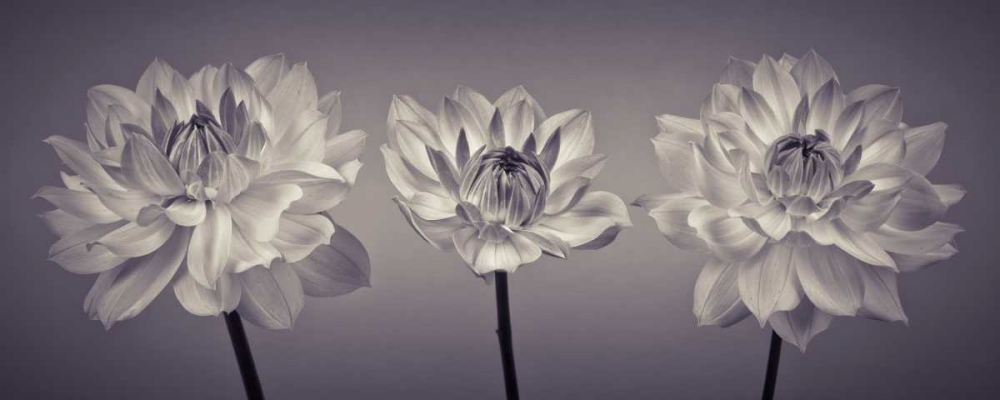 Three Dahlia flowers art print by Assaf Frank for $57.95 CAD