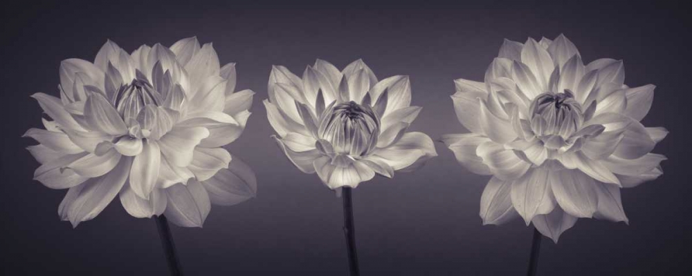 Three Dahlia flowers art print by Assaf Frank for $57.95 CAD