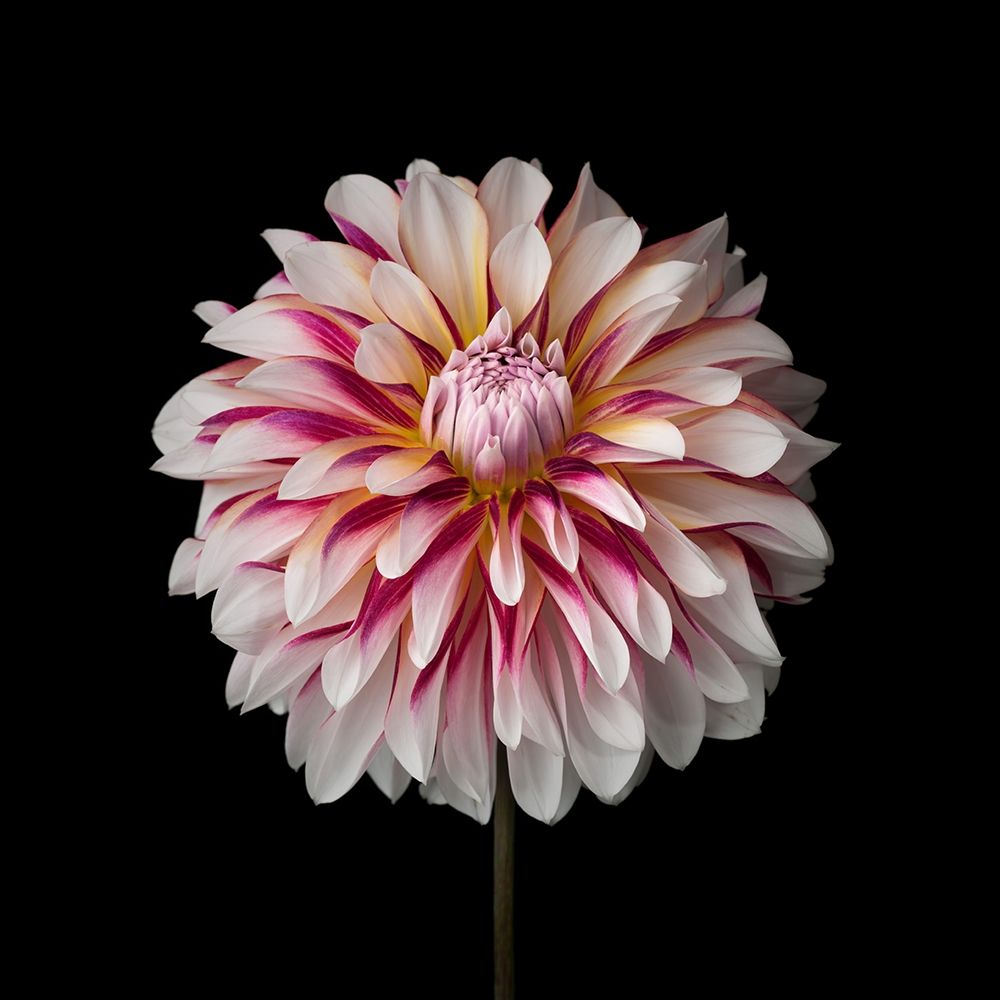 Dahlia Flower art print by Assaf Frank for $57.95 CAD