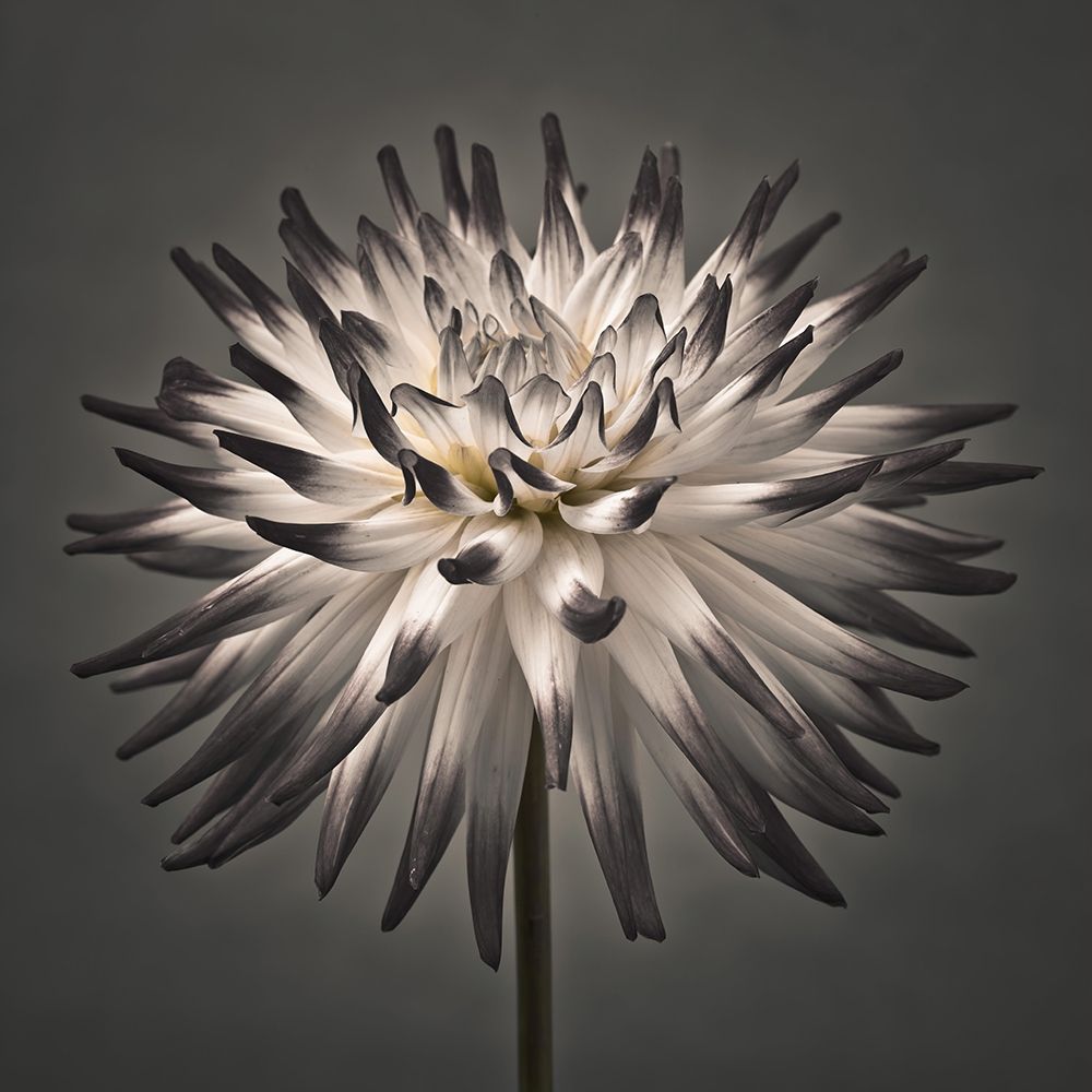 Dahlia Flower art print by Assaf Frank for $57.95 CAD