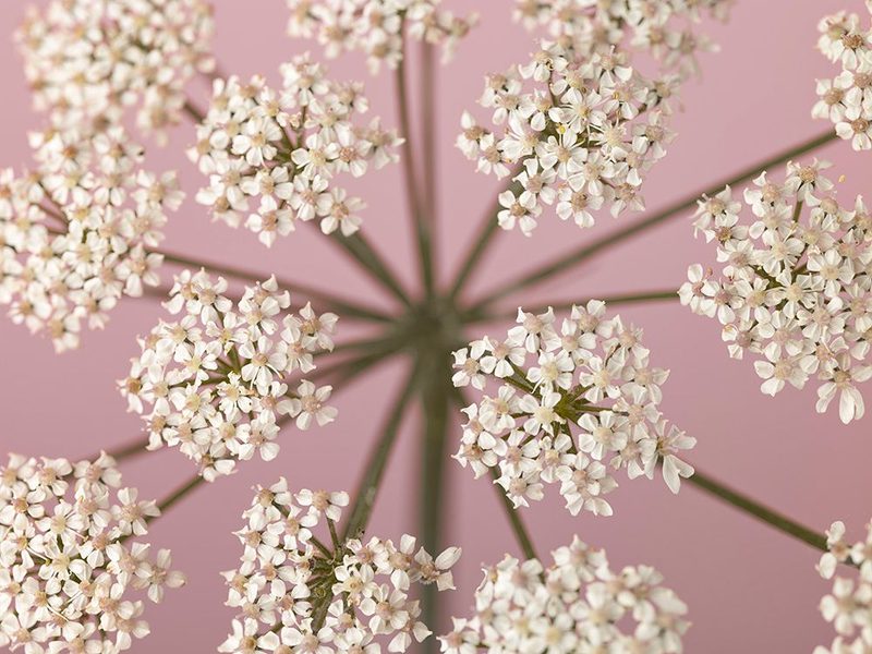 Cow Parsley close-up on pink background art print by Assaf Frank for $57.95 CAD