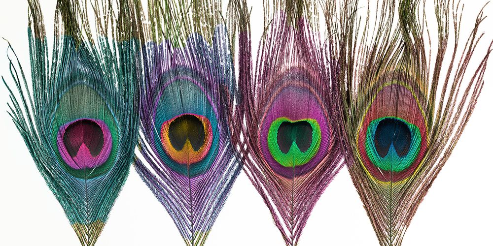 Four peacock feathers in a row art print by Assaf Frank for $57.95 CAD