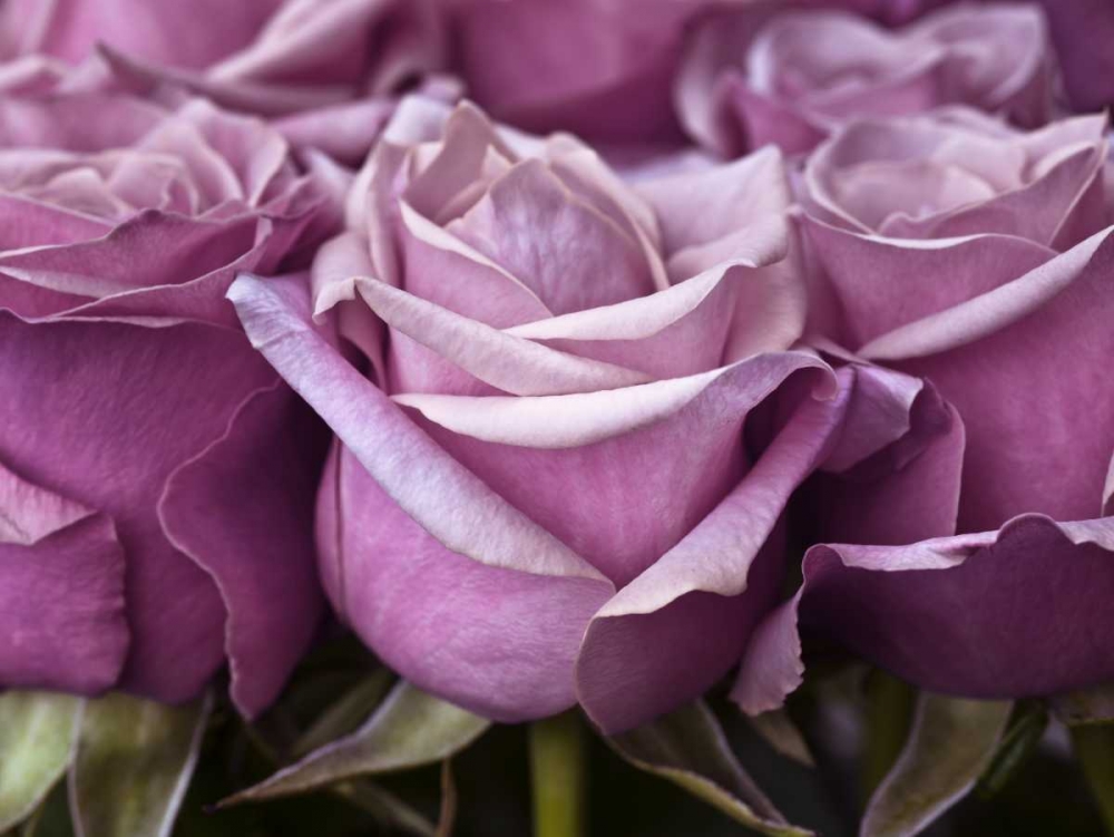 Bunch of roses, close-up art print by Assaf Frank for $57.95 CAD