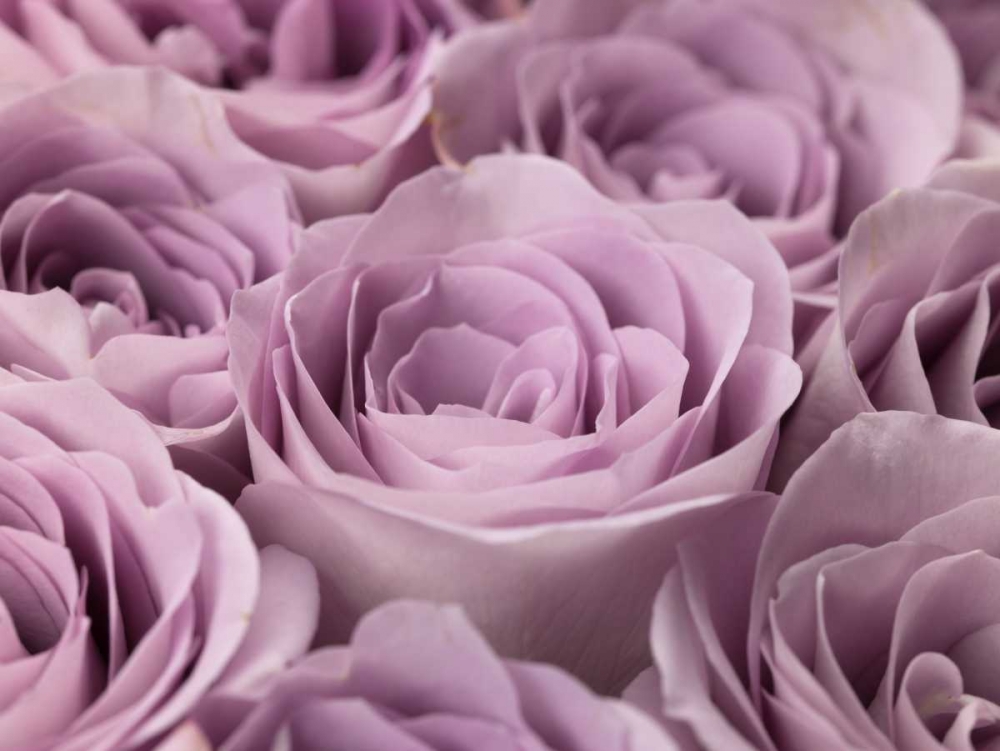 Roses full frame art print by Assaf Frank for $57.95 CAD
