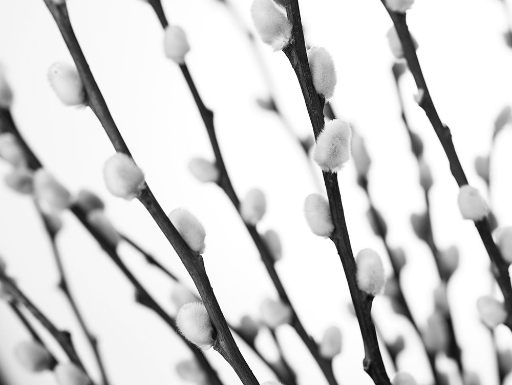 Pussy willow art print by Assaf Frank for $57.95 CAD