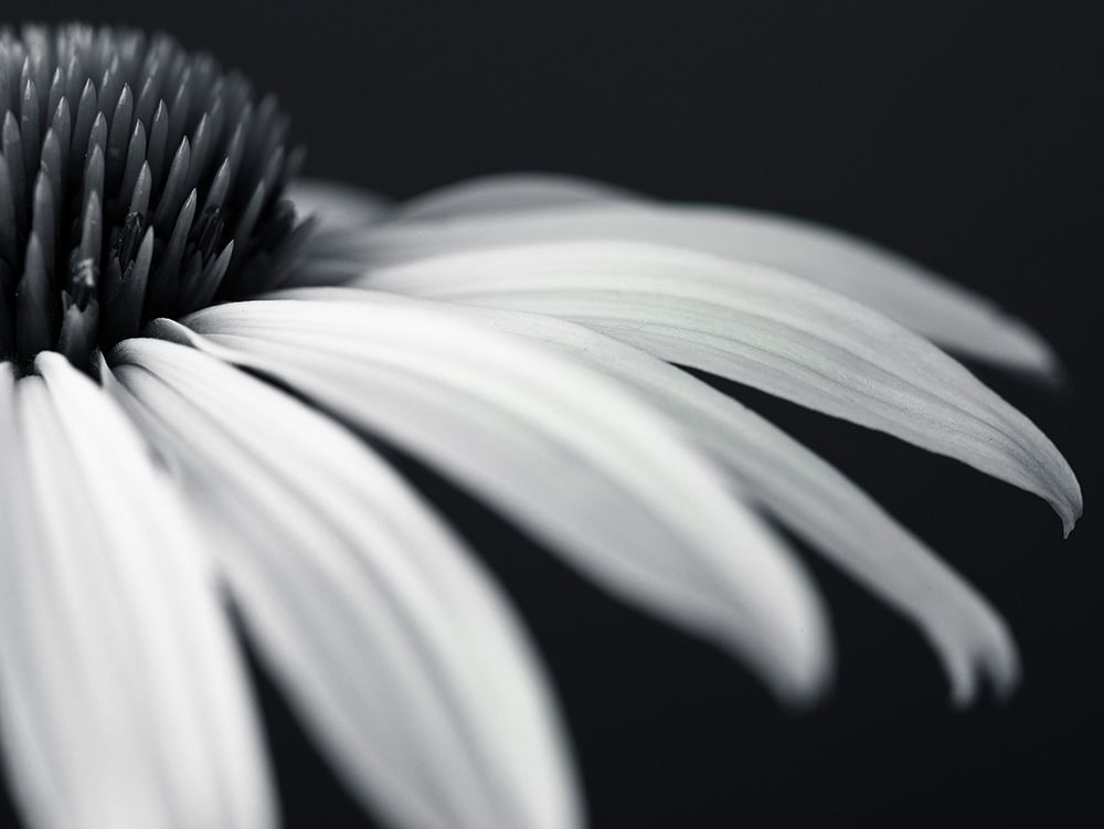 Coneflower art print by Assaf Frank for $57.95 CAD