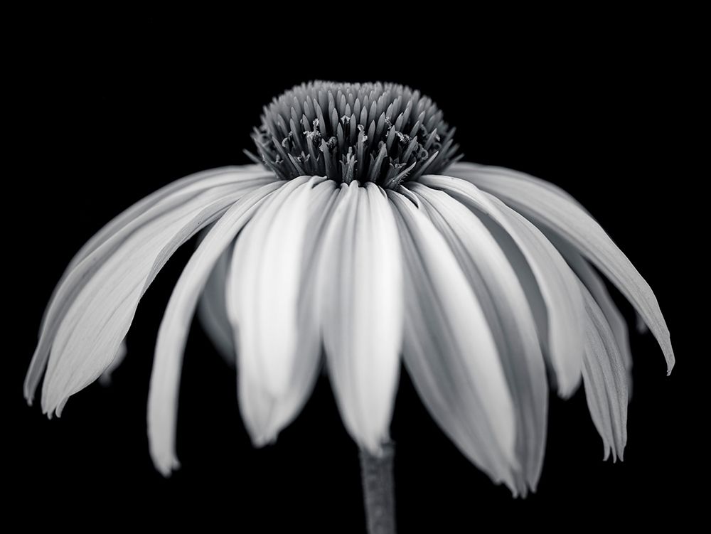 Coneflower art print by Assaf Frank for $57.95 CAD