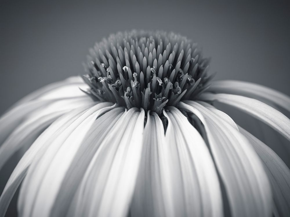 Coneflower art print by Assaf Frank for $57.95 CAD