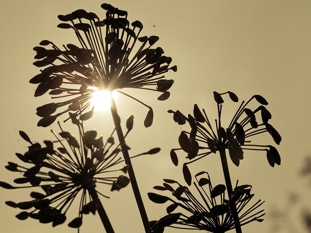 African Lily (Agapanthus) seed pods, silhouette at dusk art print by Assaf Frank for $57.95 CAD