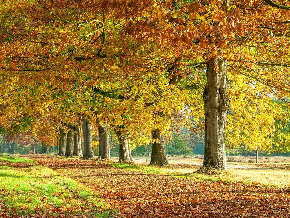 Row of trees in autumn art print by Assaf Frank for $57.95 CAD