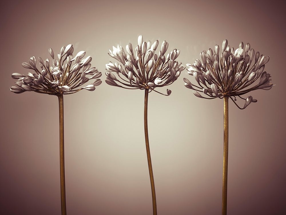 Three African Lilies art print by Assaf Frank for $57.95 CAD
