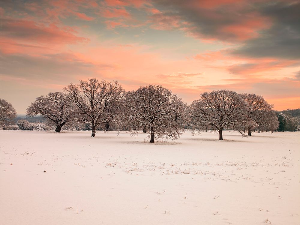 Trees in a snow covered field at dawn art print by Assaf Frank for $57.95 CAD