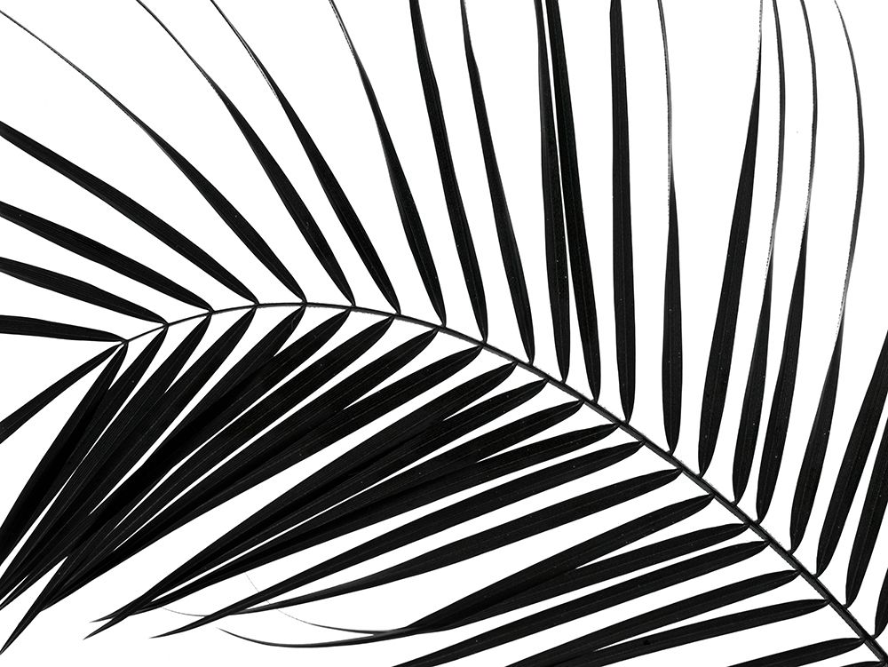 Palm tree leaf on white background art print by Assaf Frank for $57.95 CAD