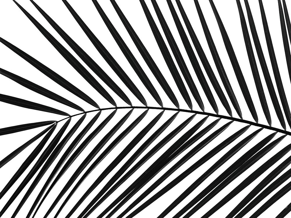 Palm tree leaf art print by Assaf Frank for $57.95 CAD