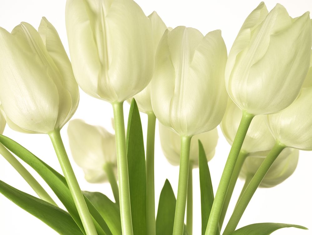 Bunch of Tulips art print by Assaf Frank for $57.95 CAD