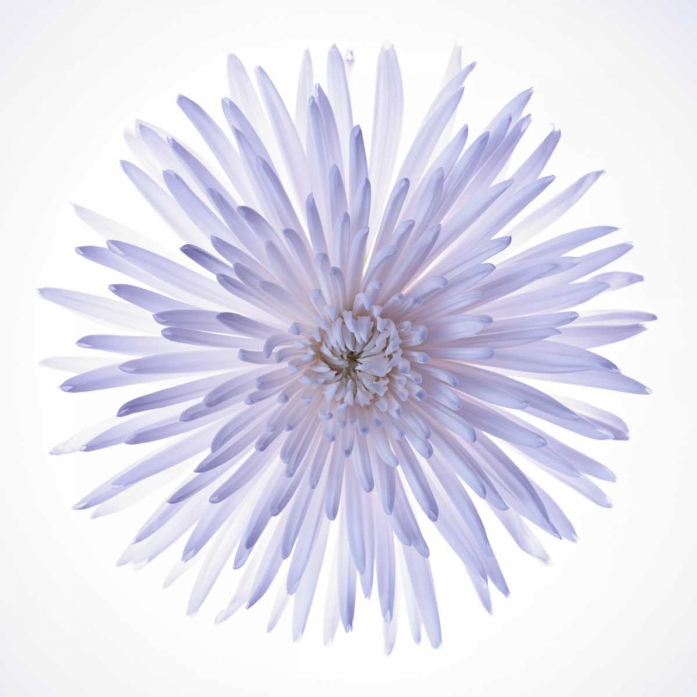 Chrysanthemums flower backlit art print by Assaf Frank for $57.95 CAD