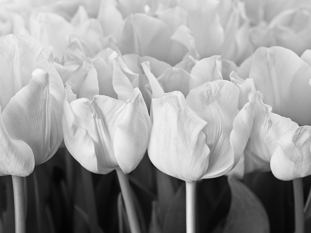 Bunch of Tulips art print by Assaf Frank for $57.95 CAD