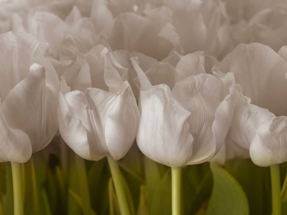 Bunch of Tulips close-up art print by Assaf Frank for $57.95 CAD