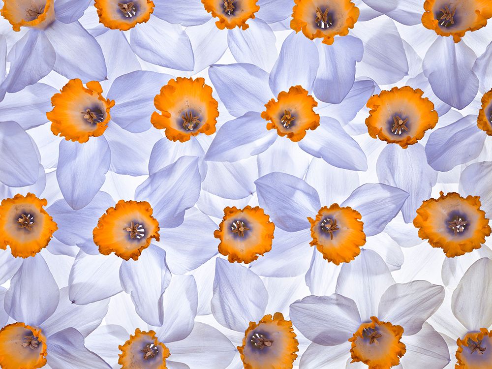 Daffodils arrangement art print by Assaf Frank for $57.95 CAD