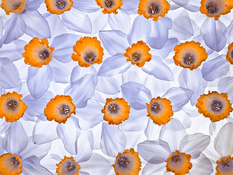 Daffodils arrangement art print by Assaf Frank for $57.95 CAD