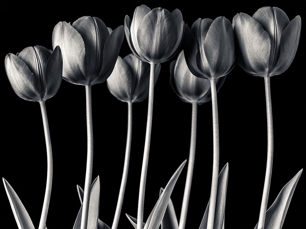 Growing Tulips, FTBR-1817 art print by Assaf Frank for $57.95 CAD