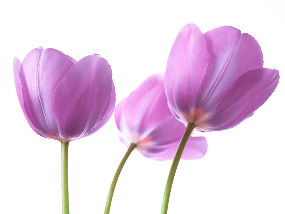 Purple Tulips art print by Assaf Frank for $57.95 CAD