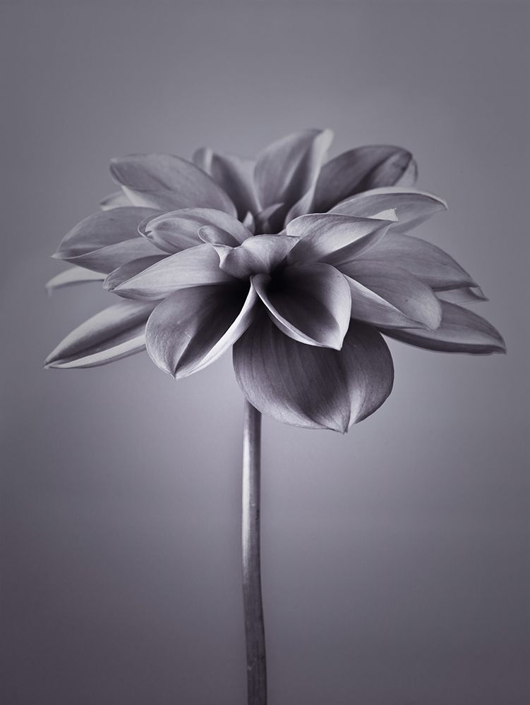Dahlia Flower art print by Assaf Frank for $57.95 CAD