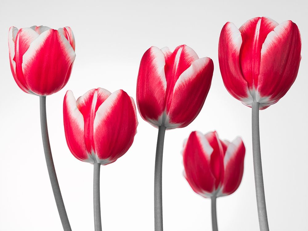 Fresh and beautiful Tulips on white background, FTBR-1818 art print by Assaf Frank for $57.95 CAD