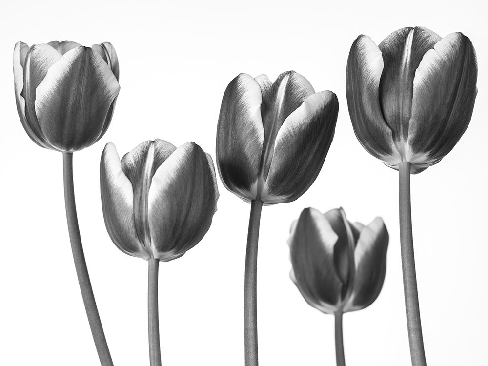 Tulips on white background art print by Assaf Frank for $57.95 CAD