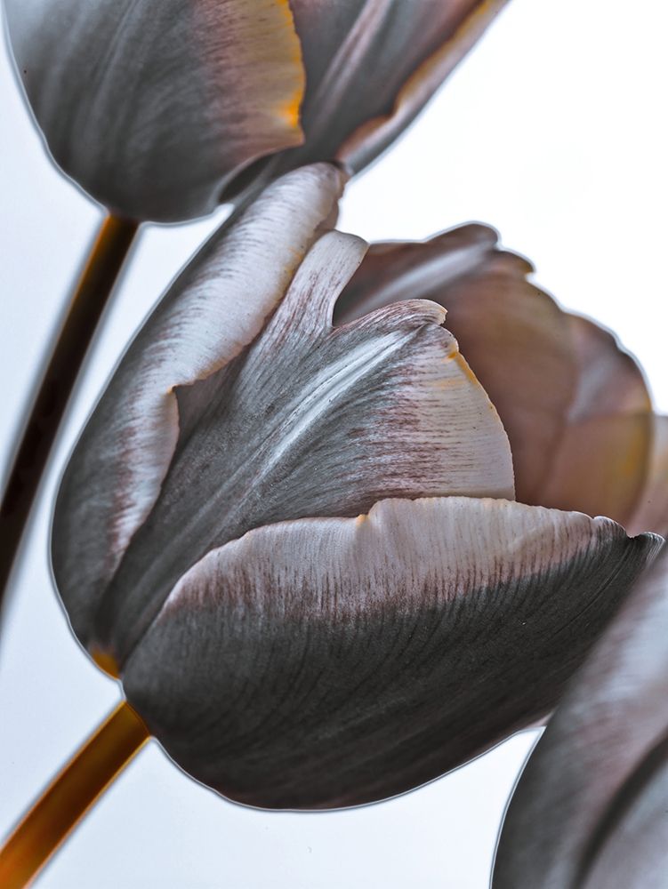 Tulip flowers on white background art print by Assaf Frank for $57.95 CAD