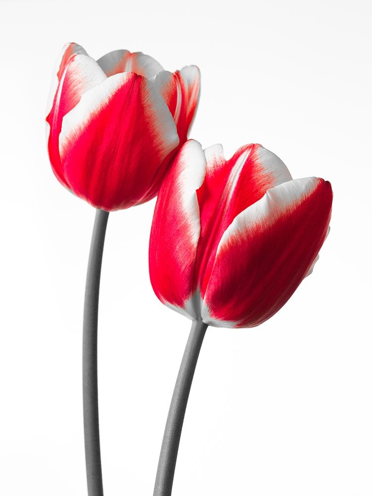 Fresh and beautiful Tulips on white background, FTBR-1819 art print by Assaf Frank for $57.95 CAD