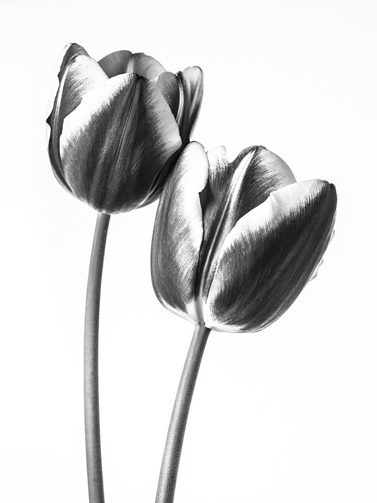 Tulips on white background, FTBR-1791 art print by Assaf Frank for $57.95 CAD