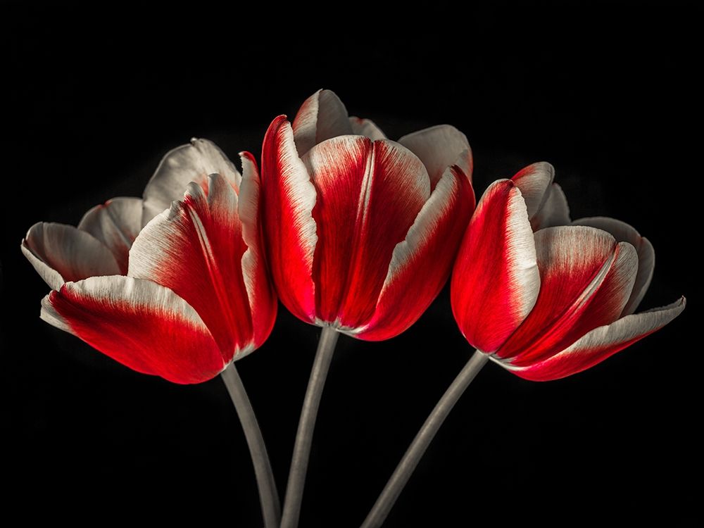 Tulip flowers on black background art print by Assaf Frank for $57.95 CAD