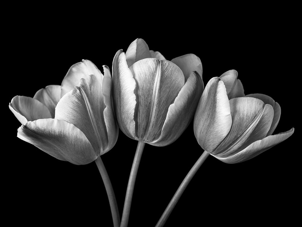 Tulip flowers on black background, FTBR-1793 art print by Assaf Frank for $57.95 CAD