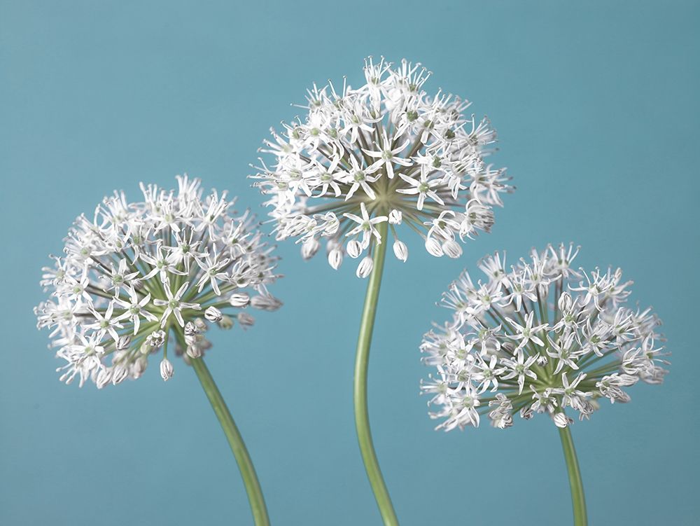 Three Alliums art print by Assaf Frank for $57.95 CAD